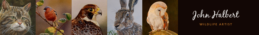 wildlife paintings