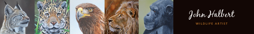 wildlife paintings