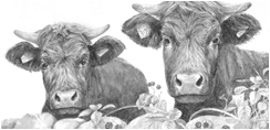 two cows