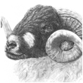 Ram