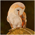 Barn Owl