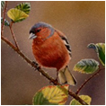 Chaffinch