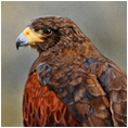 Harris Hawk