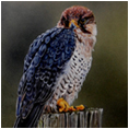 Lanner Falcon
