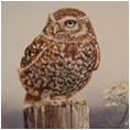 Small Owl