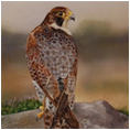 Peregrin Falcon