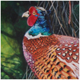 Pheasant