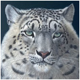 Snow Leopard
