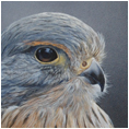 Kestrel