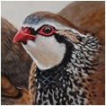 Red-Legged Partridge