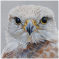 Saker Falcon