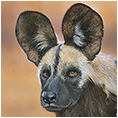 African Painted Wolf