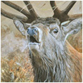 Rutting Stag