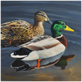 Mallard Pair