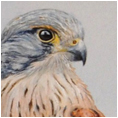 Kestrel