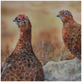 Red Grouse