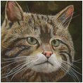 Scottish Wildcat