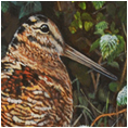 Woodcock