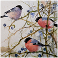 Bullfinches on Blackthorn