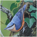 Nuthatch