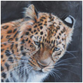 Amur Leopard