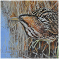 Bittern