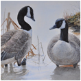 Canada Geese