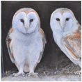 Barn Owls