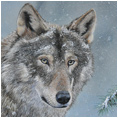 Grey Wolf