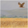 Marsh Harrier Hunting
