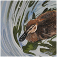 The White Feather (Duckling)