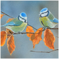 Blue Tit's Autumn Fire Dance