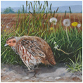 Grey Partridges