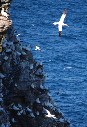 Cliff Cliff