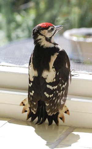 Woodpecker