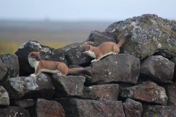 Stoats