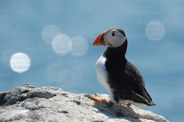 Farne Island Puffin Farne Island Puffin