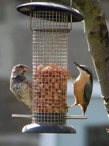 Finch & Nuthatch Nuthatch