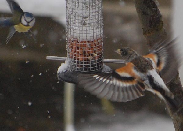 Brambling Brambling