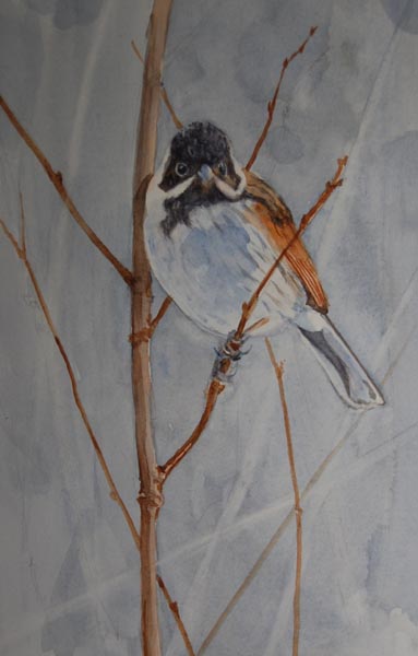 Reed Bunting Colonel Blimp