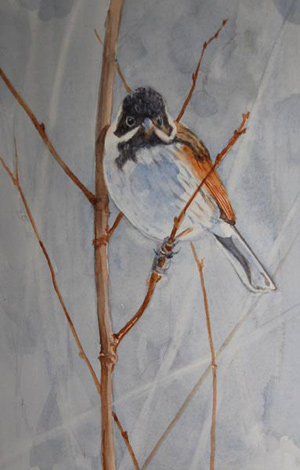 Reed Bunting Reed Bunting