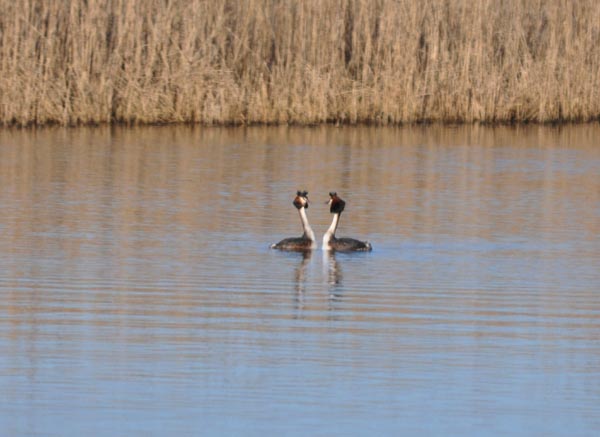 Romantic Grebes