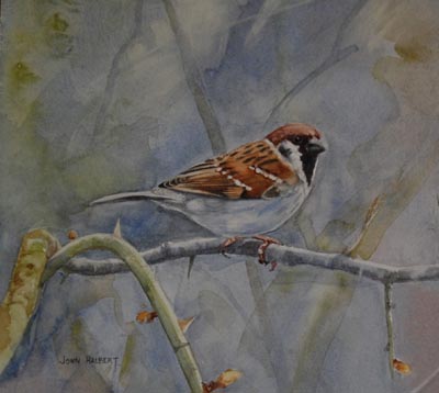 Tree Sparrow Study Tree Sparrow Study
