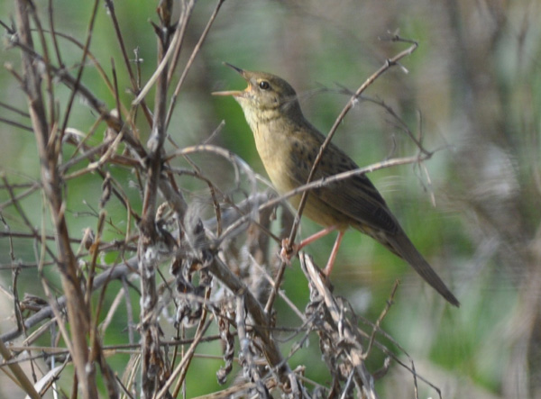 Grasshopper Warbler lo-res