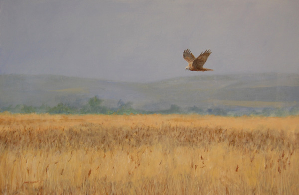 Marsh Harrier