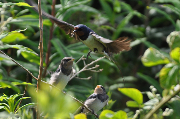 swallow chicks swallow chicks