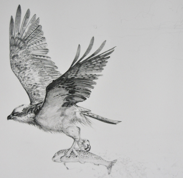 Osprey detail Osprey detail