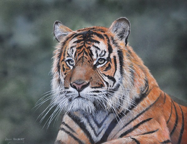 Sumatran Tiger