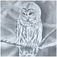 Barred Owl