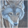 European Wolf